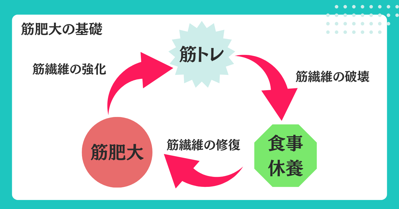 筋肥大の流れの簡易解説図
